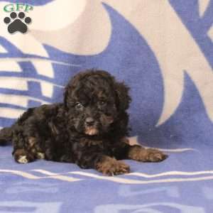 Elliana, Mini Bernedoodle Puppy